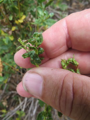 Aceria baccharipha