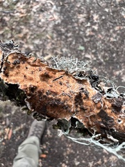 Byssomerulius corium