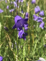 Campanula rotundifolia