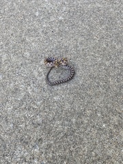 Lampropeltis calligaster