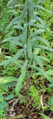 Liatris squarrulosa