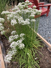Valeriana officinalis
