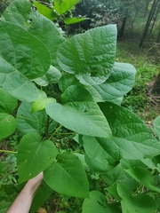 Paulownia tomentosa