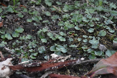 Marchantia polymorpha montivagans