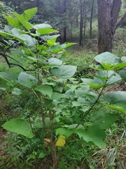 Paulownia tomentosa