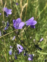 Campanula rotundifolia