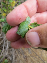 Aceria baccharipha