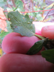 Aceria baccharipha