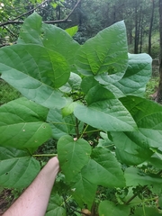 Paulownia tomentosa