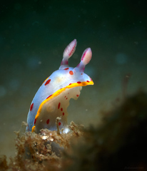 Hypselodoris bennetti