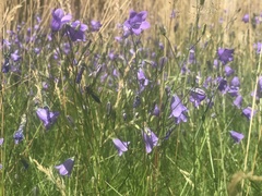 Campanula rotundifolia