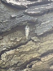 Thyridopteryx ephemeraeformis