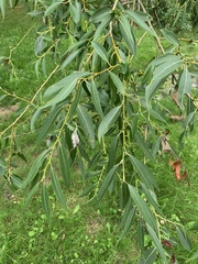 Salix amygdaloides