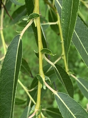 Salix amygdaloides