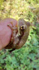 Trachycephalus typhonius