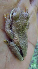 Trachycephalus typhonius
