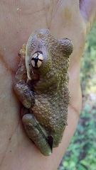 Trachycephalus typhonius