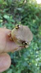 Trachycephalus typhonius