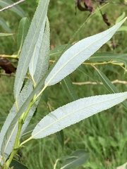 Salix amygdaloides