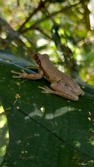 Trachycephalus typhonius