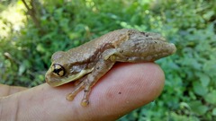 Trachycephalus typhonius
