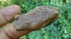 Trachycephalus typhonius