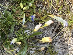 Gentianopsis thermalis
