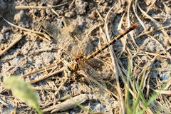 Erpetogomphus designatus