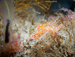 Coryphellina poenicia