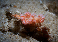 Phyllodesmium poindimiei