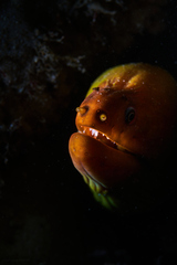 Gymnothorax prasinus