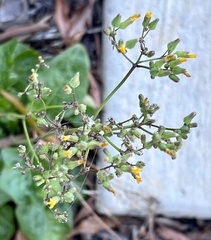 Youngia