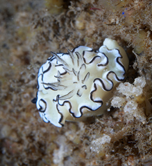 Doriprismatica atromarginata