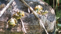 Lithobates catesbeianus