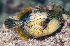 Balistoides viridescens