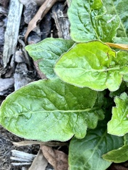 Youngia