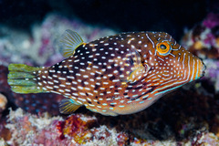 Canthigaster natalensis