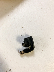 Geoglossum umbratile