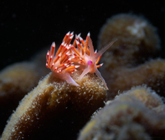 Coryphellina poenicia