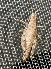 Melanoplus scudderi