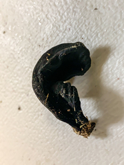 Geoglossum umbratile