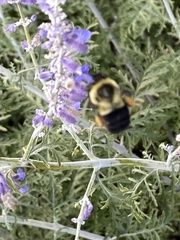 Bombus impatiens
