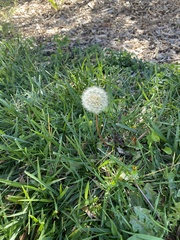 Taraxacum erythrospermum