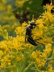 Astata