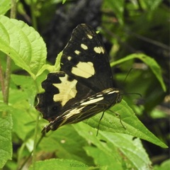 Oxeoschistus tauropolis tauropolis