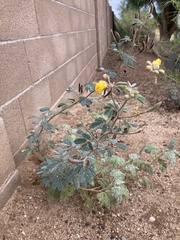 Senna covesii
