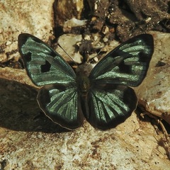Dynamine postverta mexicana