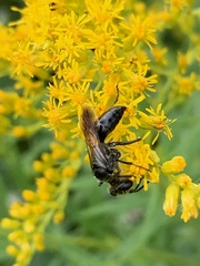 Astata