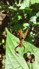 Micrathena sexspinosa