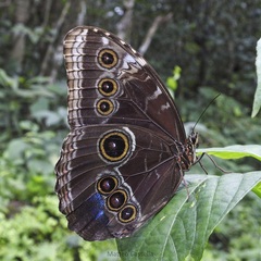 Morpho helenor montezuma